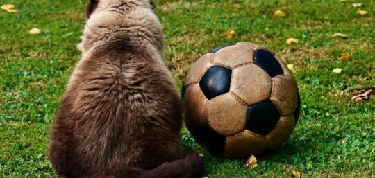 cat soccer fun meadow 2486447